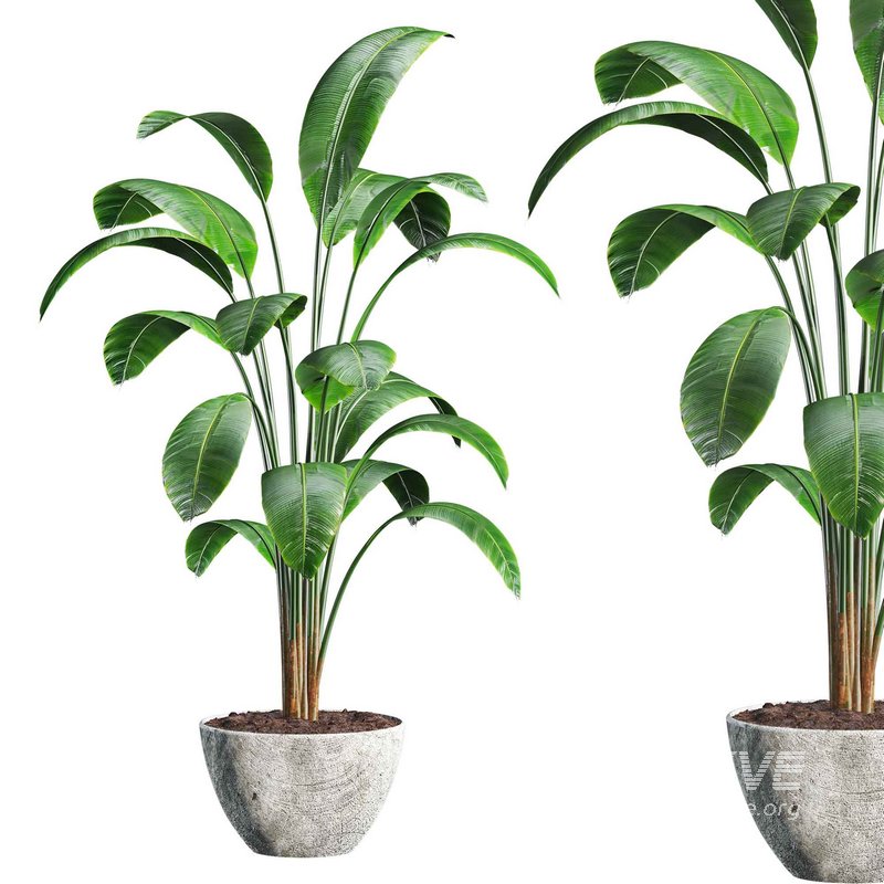 bird of paradies - Image 2