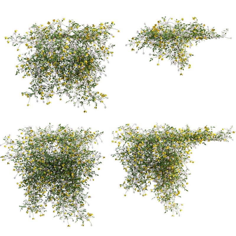 Clematis Bill MacKenzie – Clematis tangutica 01 - Image 2