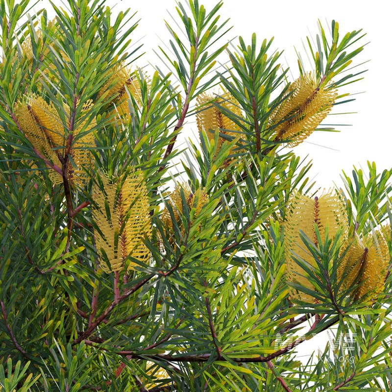 Banksia spinulosa – Hairpin Banksia 01 - Image 2