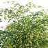 Jasminum mesnyi – Primrose Jasmine 01 - Thumbnail 2