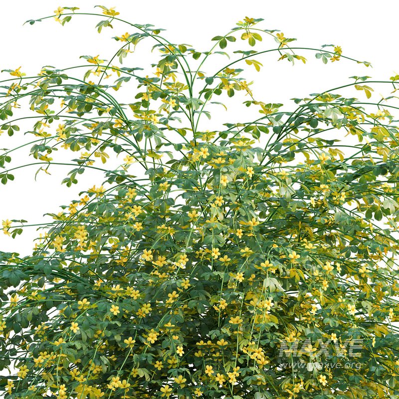 Jasminum mesnyi – Primrose Jasmine 01 - Image 2