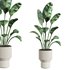 plants set 02 - Thumbnail 1