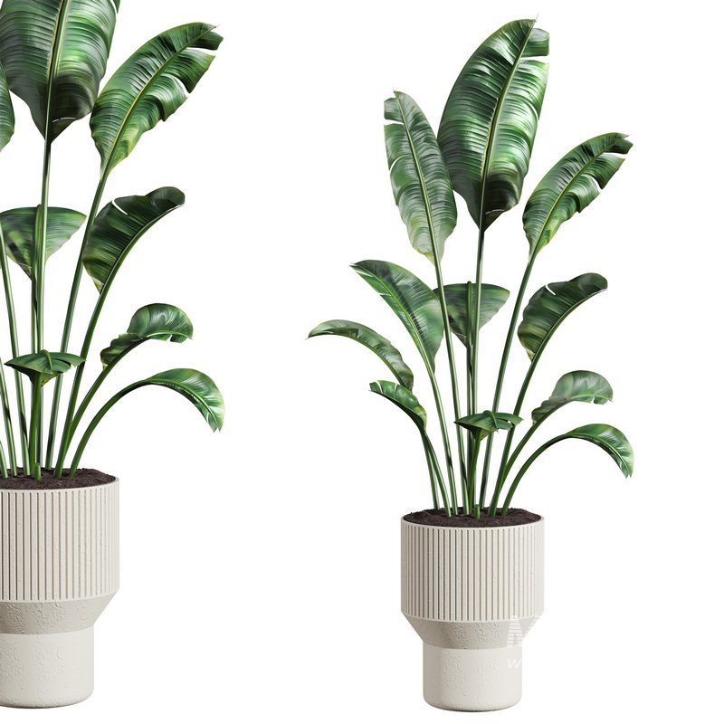 plants set 02 - Image 1