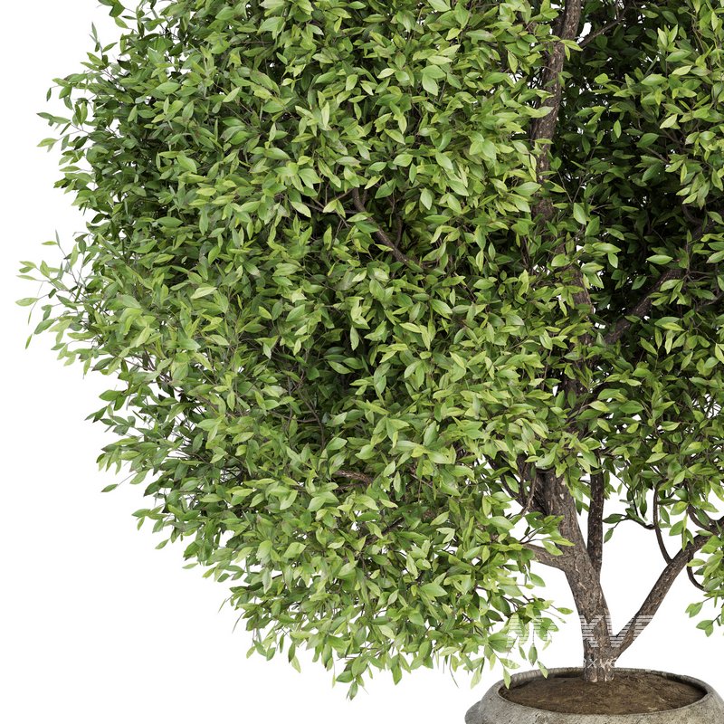 Indoor Plant Set 025 - Image 2