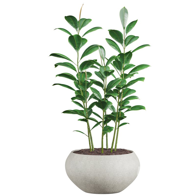 plants set 04 - Image 3