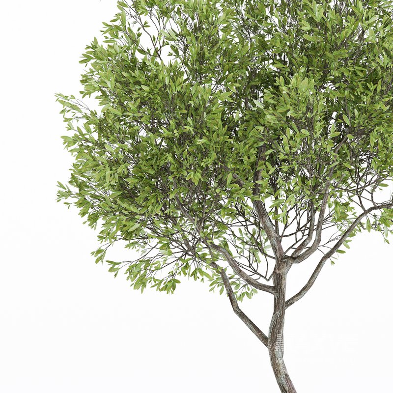 Indoor Plant Set 06 - Image 5