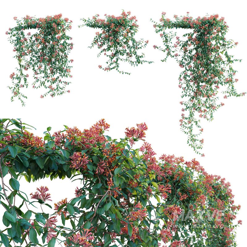 Lonicera Mandarin – Honeysuckle 02 - Image 2