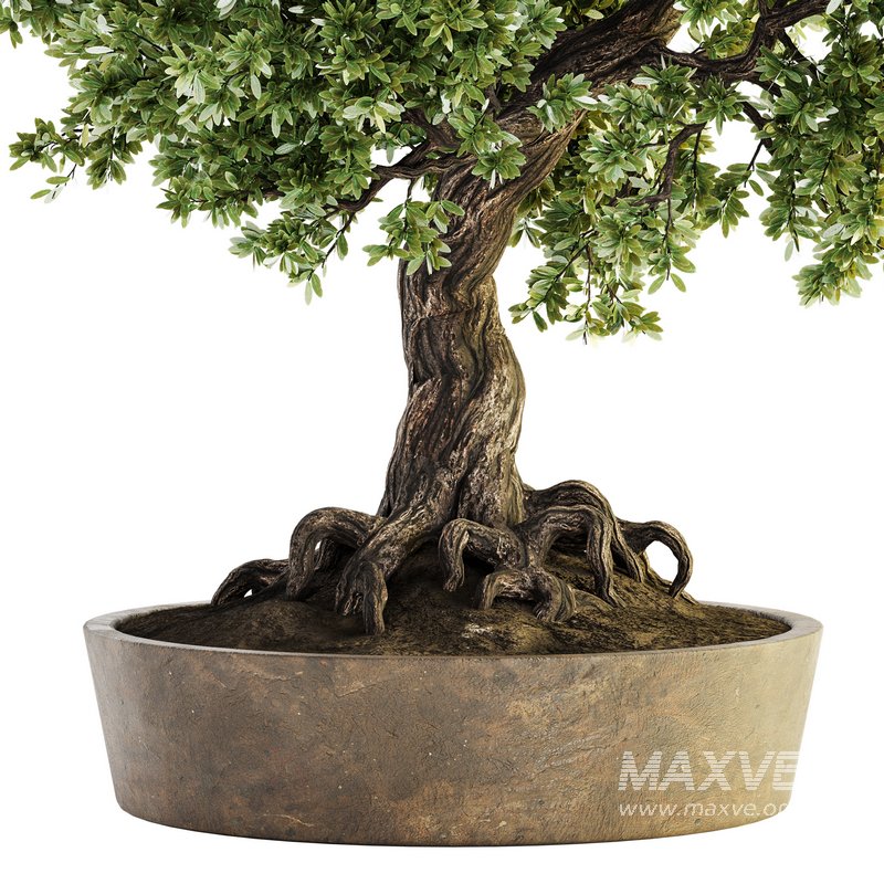 Indoor Plant Set 030 - Image 3