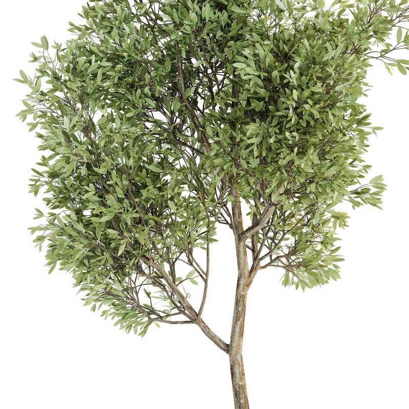 Plant Set 05 - Image 3