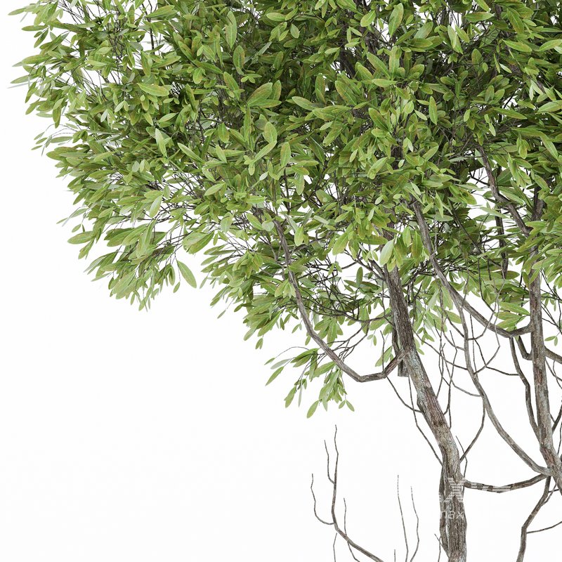 Indoor Plant Set 06 - Image 4