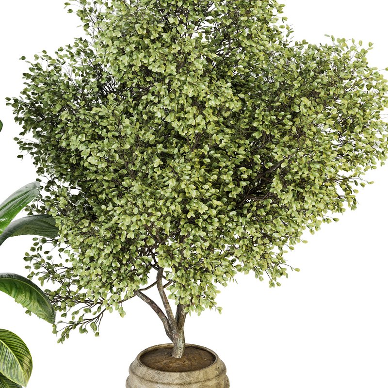 Indoor Plant Set 023 - Image 3