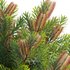 Banksia spinulosa – Hairpin Banksia 01 - Thumbnail 3