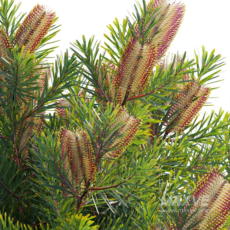 Banksia spinulosa – Hairpin Banksia 01 - Image 3