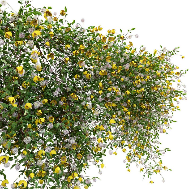 Clematis Bill MacKenzie – Clematis tangutica 01 - Image 3