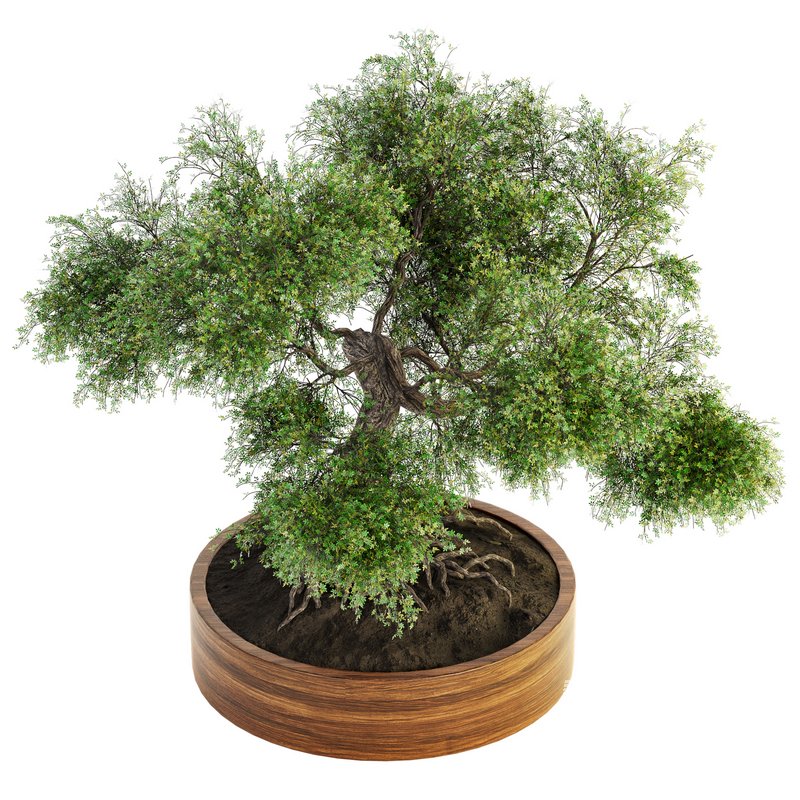 Indoor Plant Set 031 - Image 3