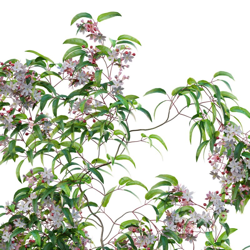 Clematis Apple Blossom 02 - Image 3