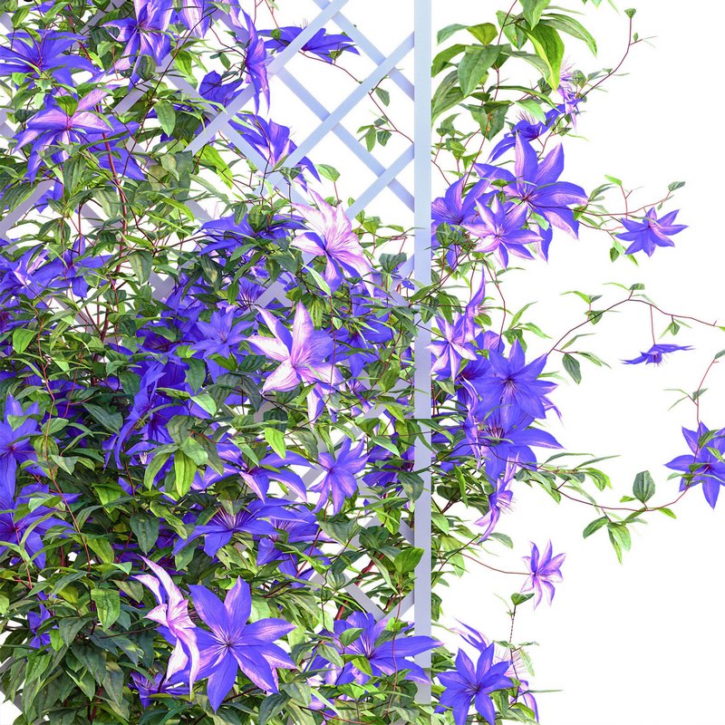 Clematis Aotearoa – Clematis Jackmanii 01 - Image 4