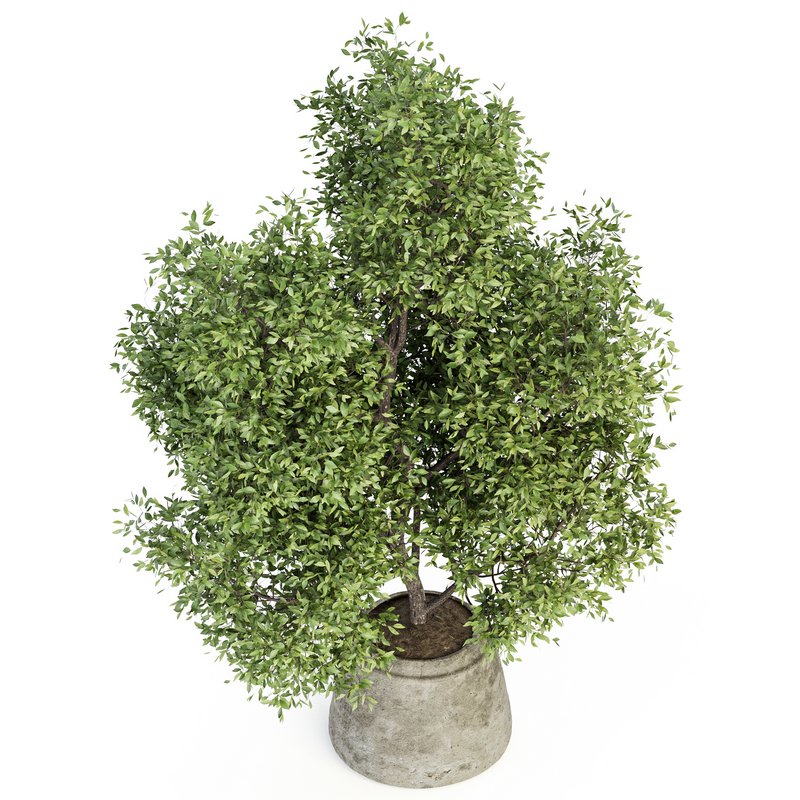 Indoor Plant Set 025 - Image 3