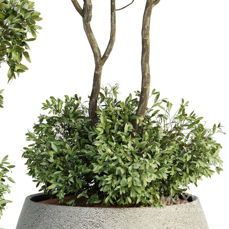 Indoor Plant Set 07 - Image 3