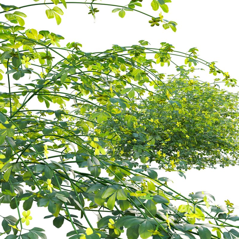 Jasminum mesnyi – Primrose Jasmine 01 - Image 3