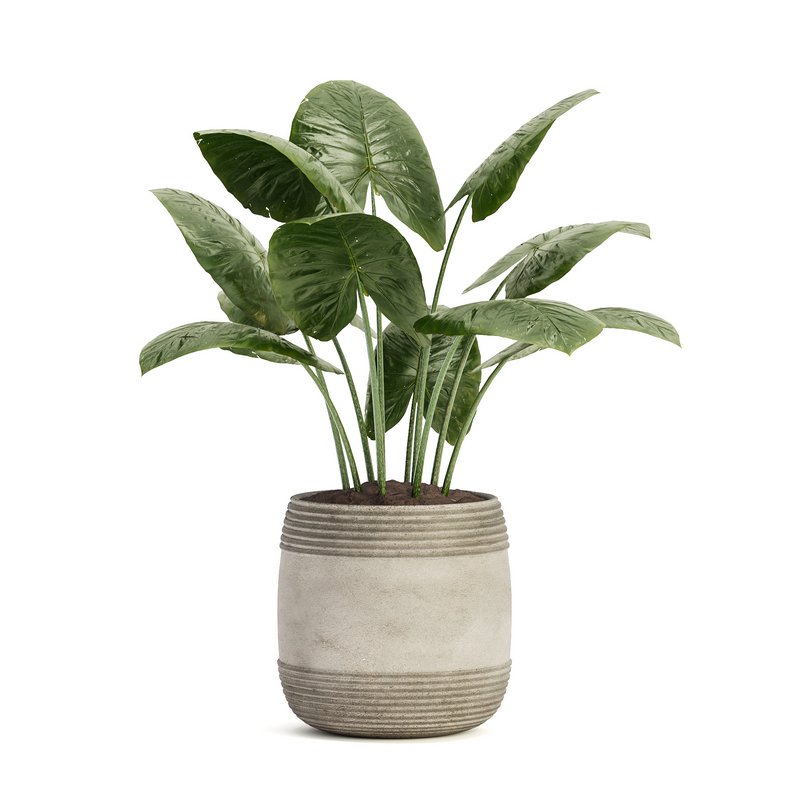 Indoor Plant Set 021 - Image 3