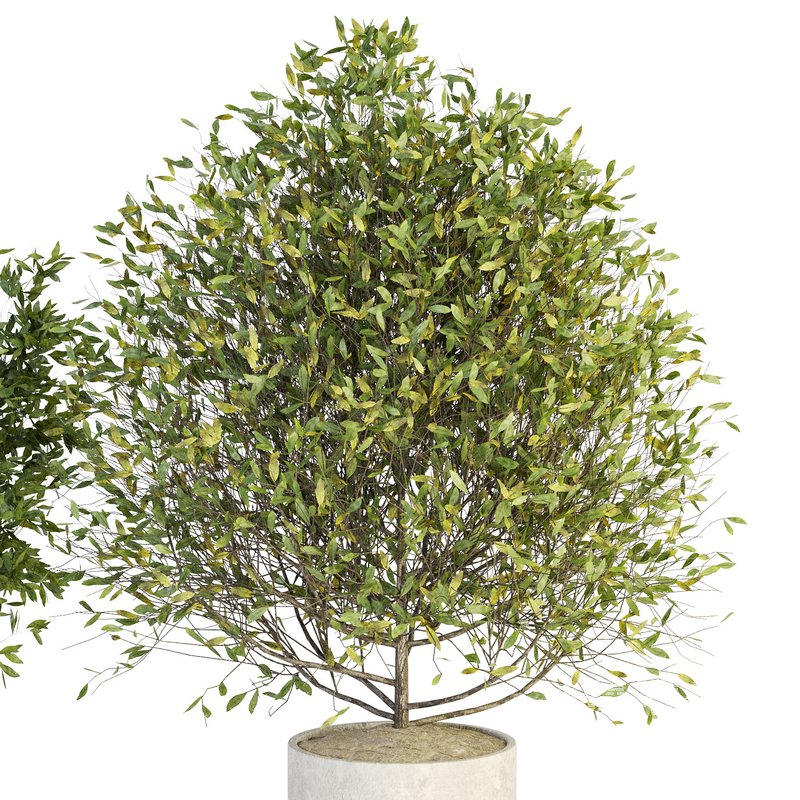 Indoor Plant Set 027 - Image 3