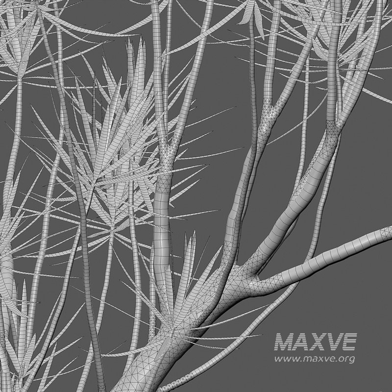 Dracaena Marginata – Madagascar Dragon Tree 02 - Image 4