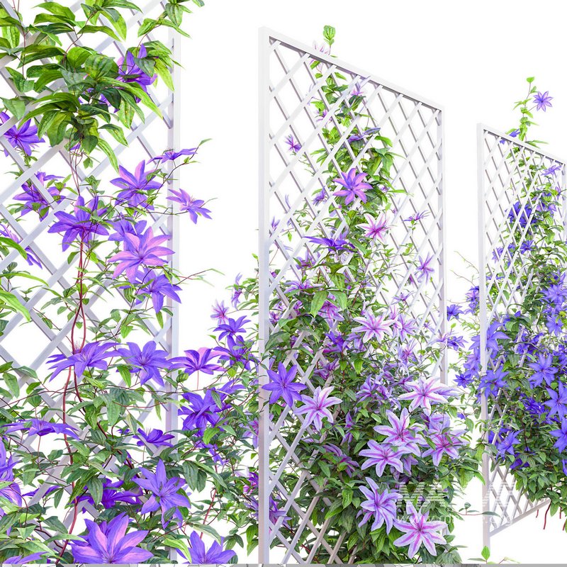 Clematis Aotearoa – Clematis Jackmanii 01 - Image 2