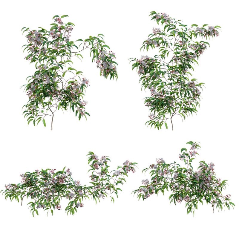 Clematis Apple Blossom 02 - Image 2