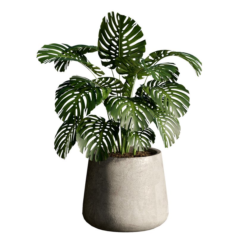 Indoor Plant 24 - Image 5