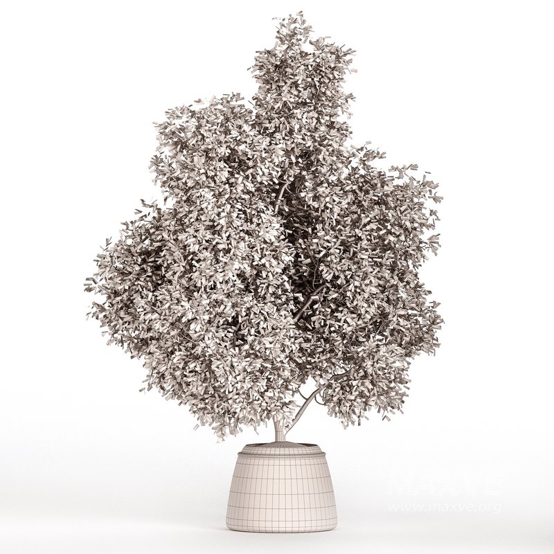 Indoor Plant Set 025 - Image 4