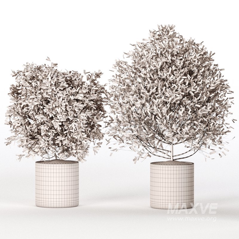 Indoor Plant Set 027 - Image 4