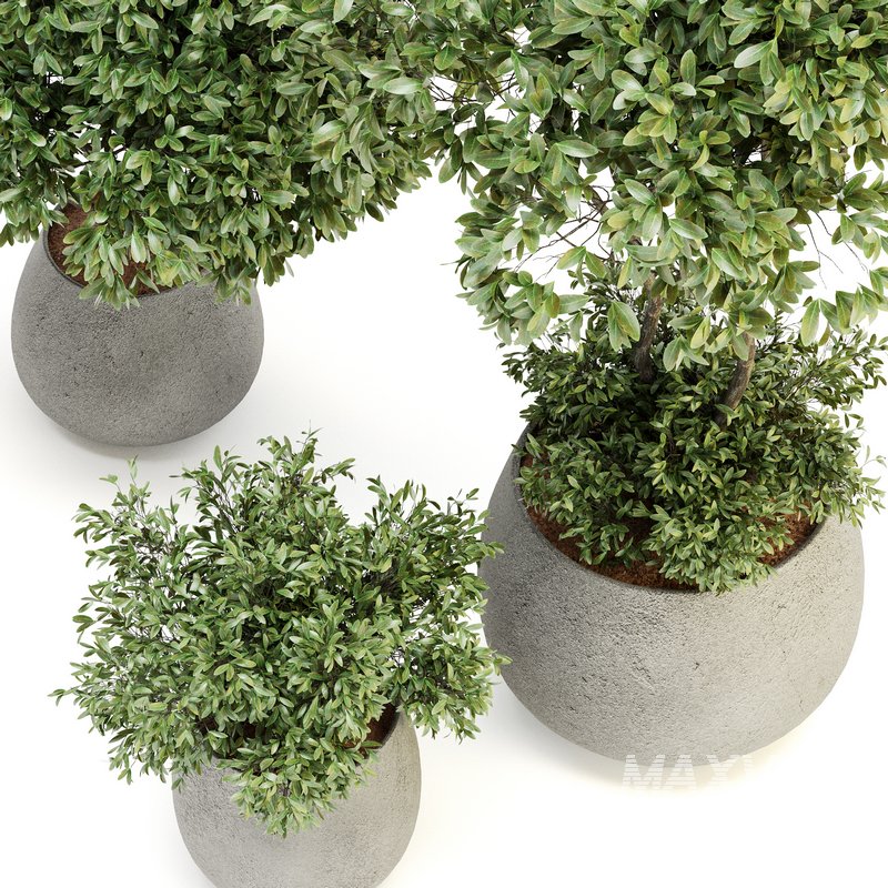 Indoor Plant Set 07 - Image 4