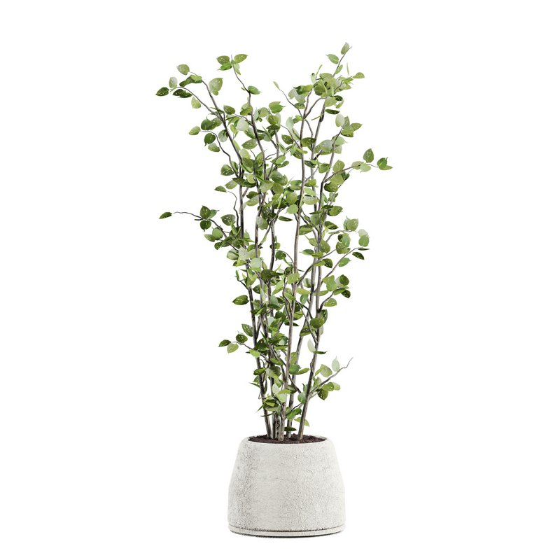 plants set 05 - Image 4