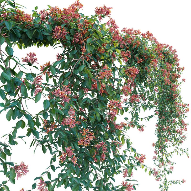 Lonicera Mandarin – Honeysuckle 02 - Image 4