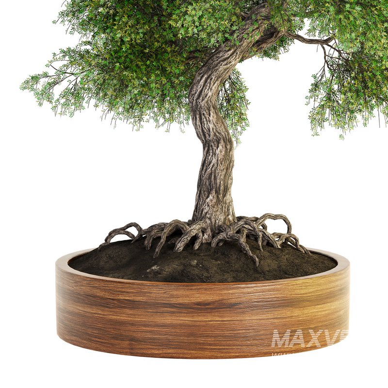 Indoor Plant Set 031 - Image 4