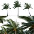 Cocos nucifera – Coconut 04 - Thumbnail 1