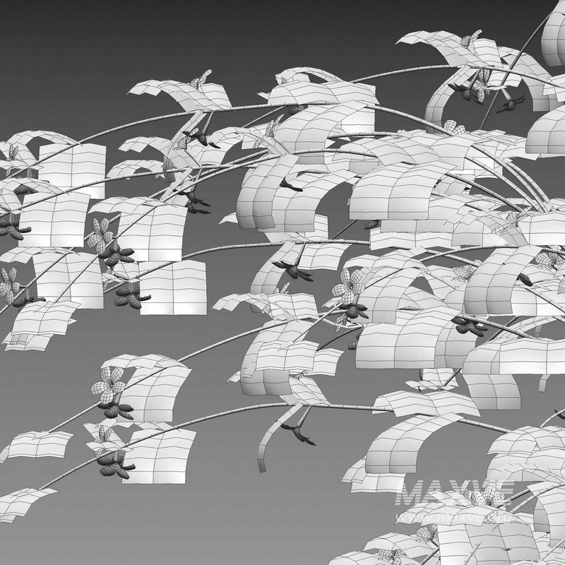 Jasminum mesnyi – Primrose Jasmine 01 - Image 4