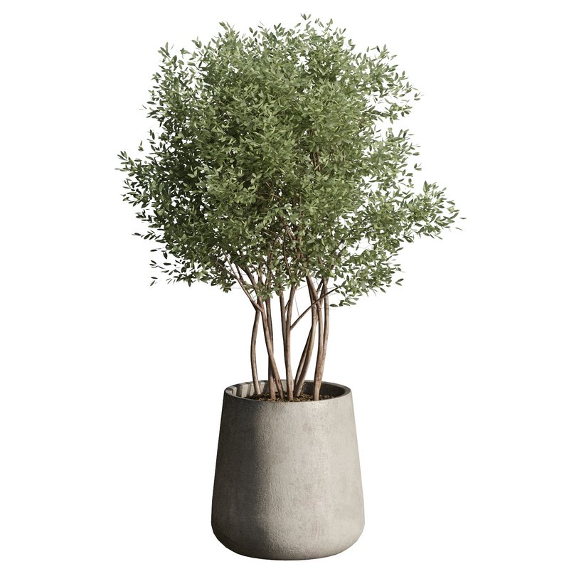 Indoor Plant 24 - Image 5