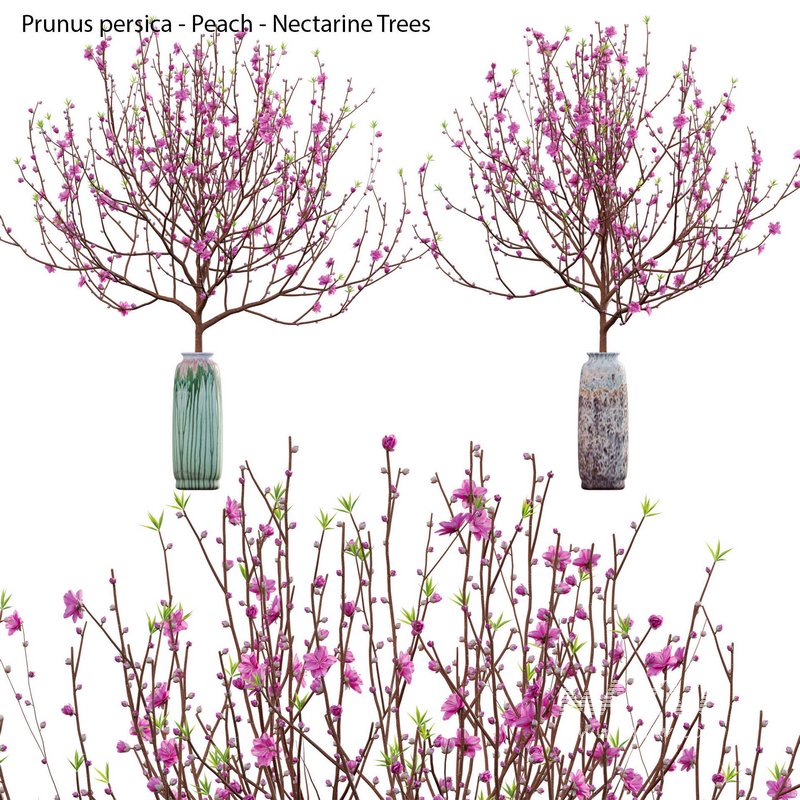 Prunus persica – Peach – Nectarine Trees – 05 - Image 1