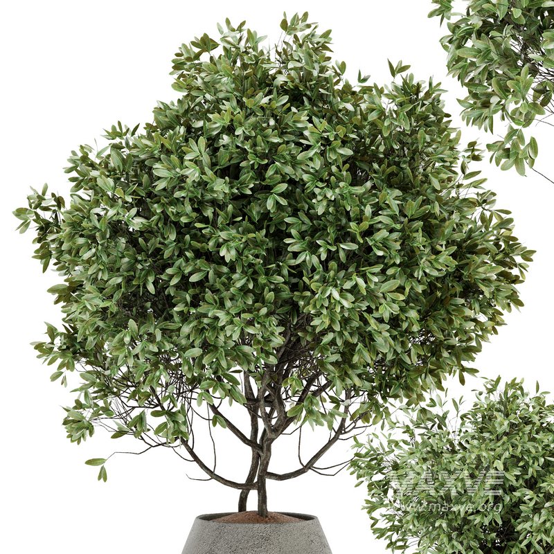 Indoor Plant Set 07 - Image 5