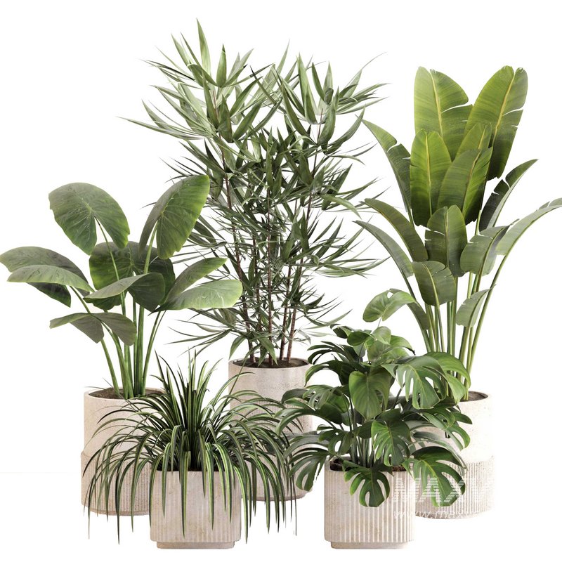 Indoor Plant Set 0108 - Image 1
