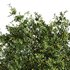 Natural Topiary Bush - Thumbnail 11