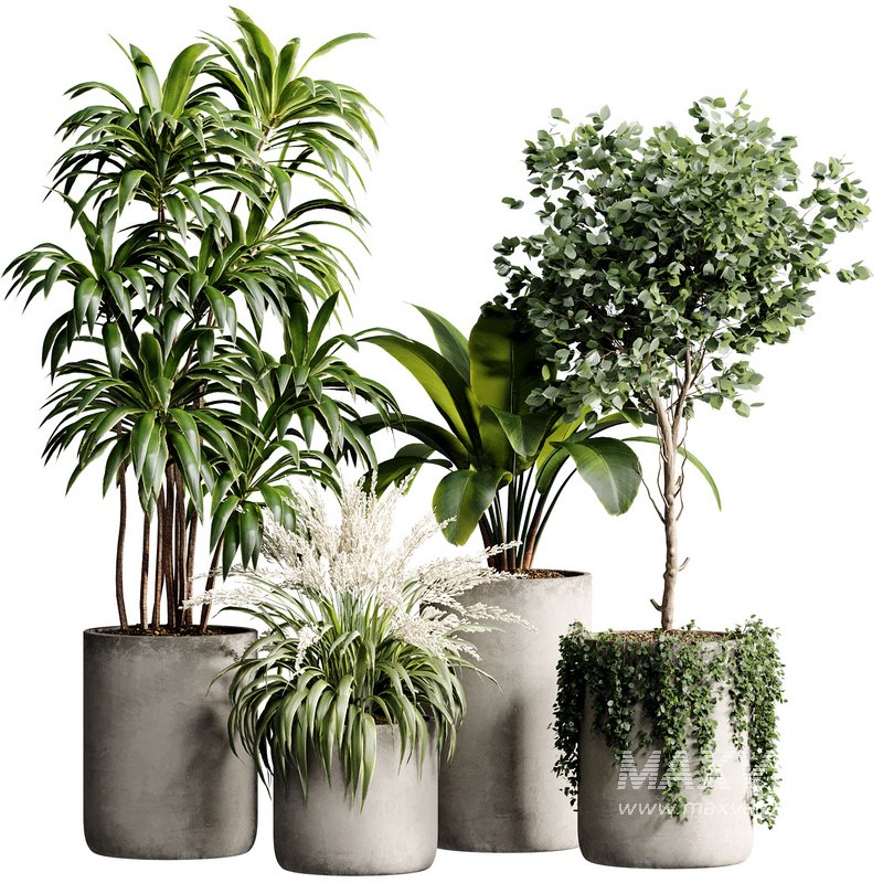 Indoor Plant 23 - Image 1