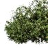 Natural Topiary Bush - Thumbnail 12