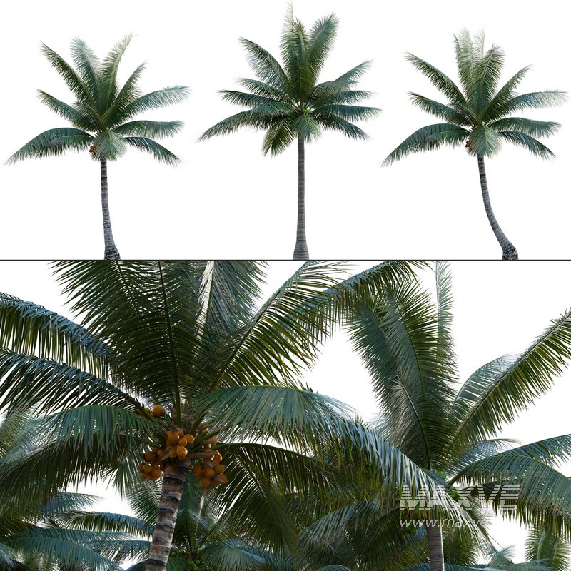 Cocos nucifera – Coconut 05 - Image 1