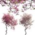 Bougainvillea 13 - Thumbnail 1