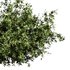Natural Topiary Bush - Thumbnail 14