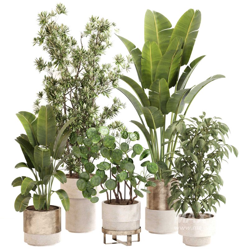 Indoor Plant Set 0121 - Image 1