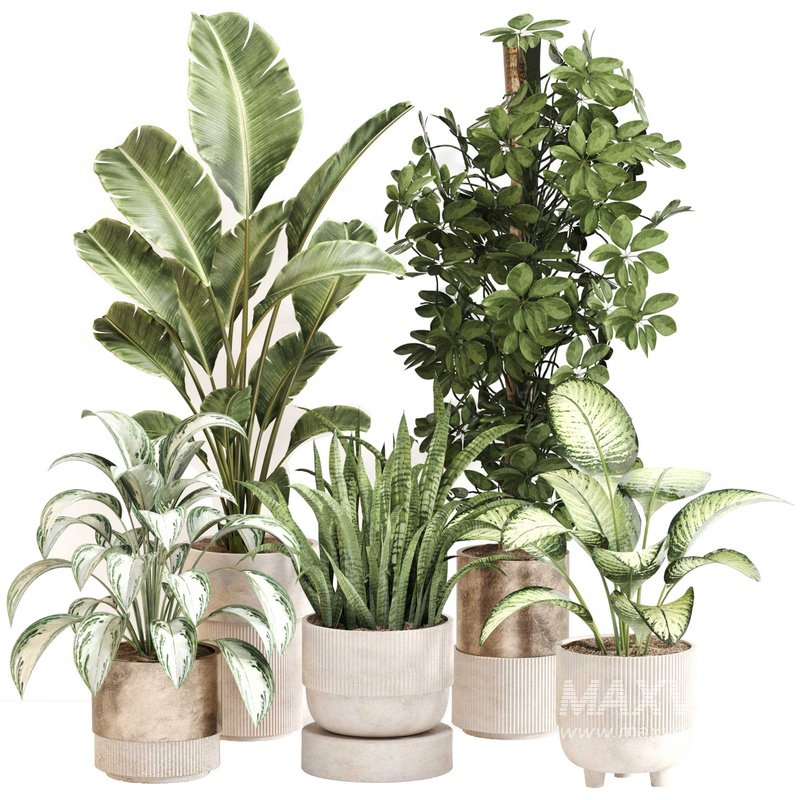 Indoor Plant Set 0115 - Image 1